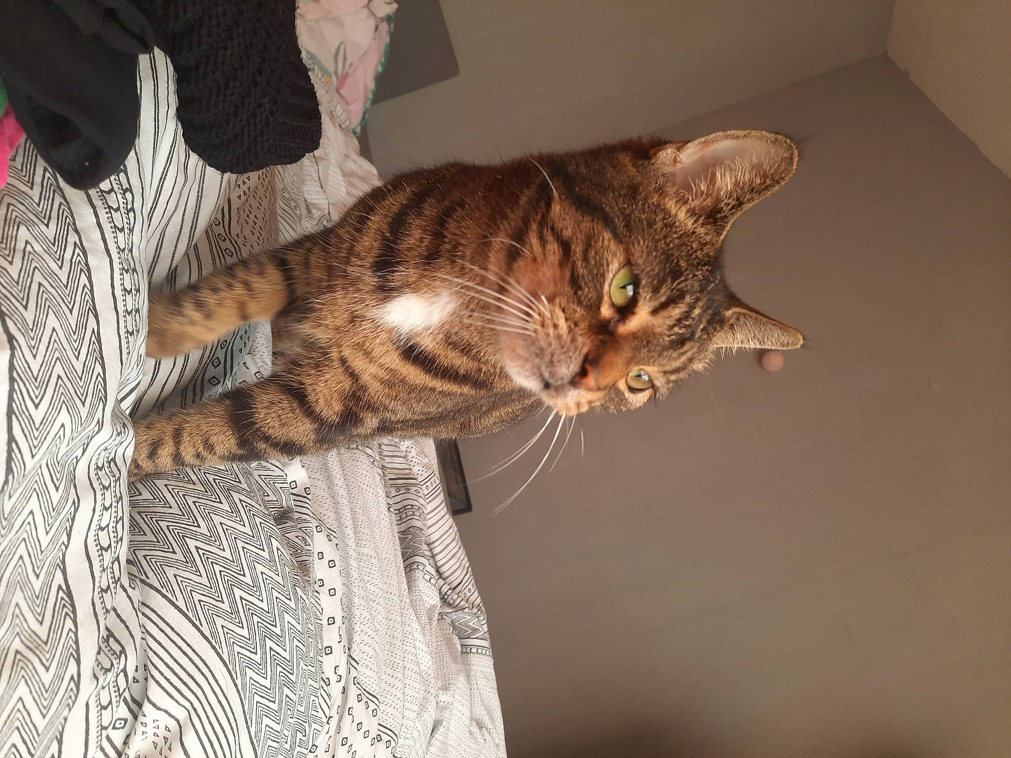 Psg participe au concours pour gagner de l'argent avec cette photo : brown, carnivore, cat, claw, domestic_short_haired_cat, fawn, felidae, fur, natural_material, small_to_medium_sized_cats, snout, tail, terrestrial_animal, whiskers, wildlife