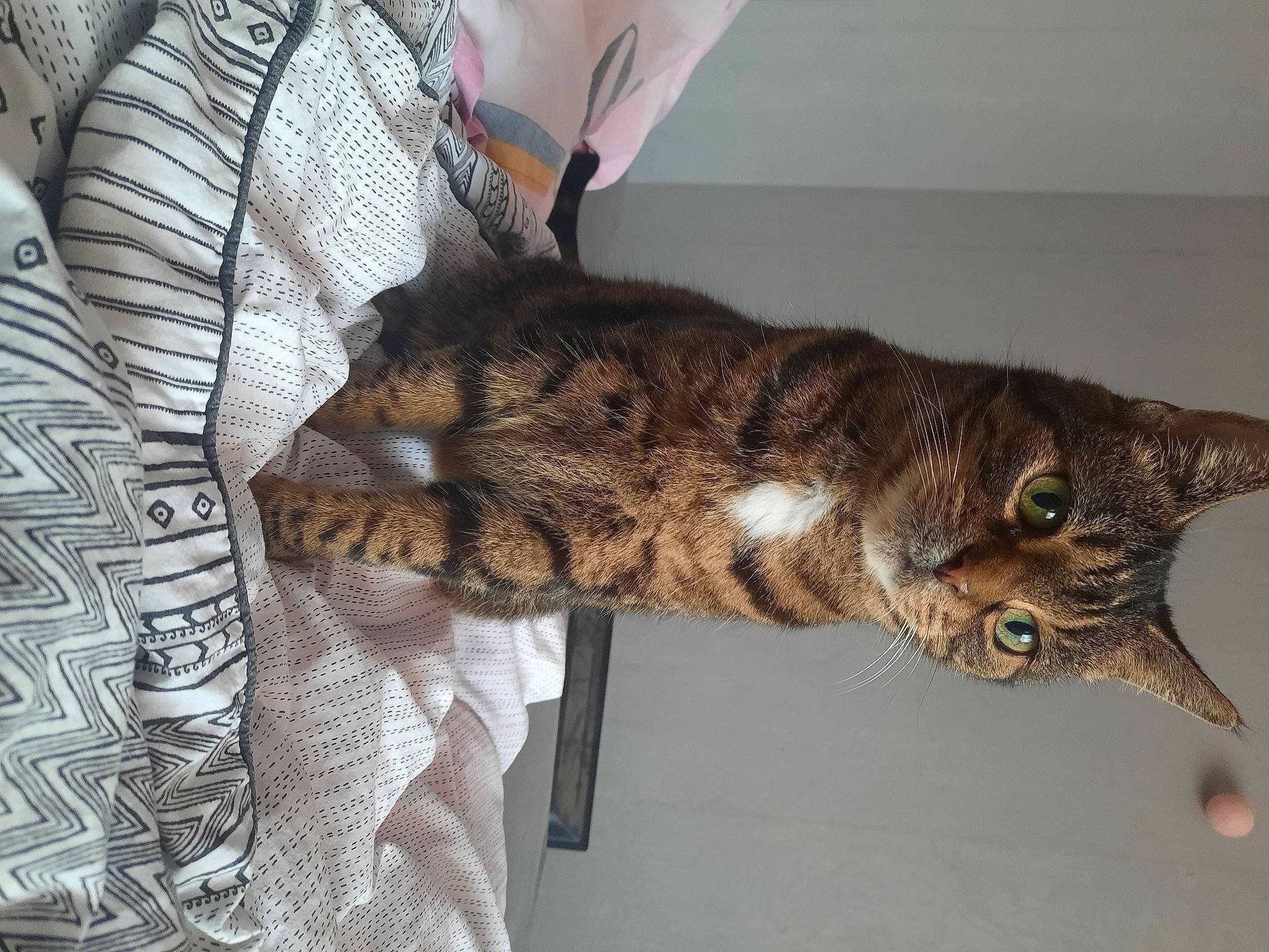 Psg a rejoint le concours — aidez-le/la à gagner de superbes lots ! carnivore, cat, claw, comfort, domestic_short_haired_cat, felidae, fur, paw, small_to_medium_sized_cats, snout, sporting_group, tail, whiskers