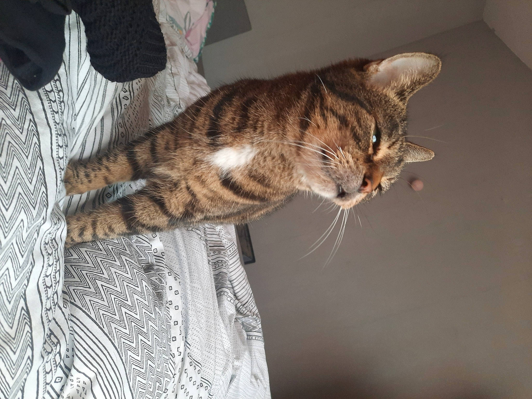 Psg participe au concours pour gagner de l'argent avec cette photo : carnivore, cat, claw, domestic_short_haired_cat, fawn, felidae, fur, natural_material, pattern, paw, small_to_medium_sized_cats, snout, tail, terrestrial_animal, tree, whiskers, wildlife