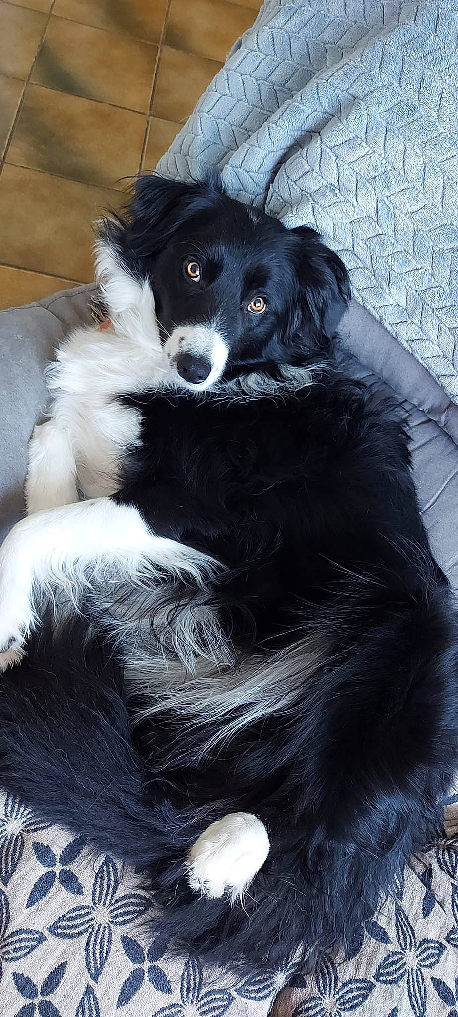 Stacey a rejoint le concours — aidez-le/la à gagner de superbes lots ! borador, canidae, carnivore, companion_dog, dog, dog_breed, fur, monochrome_photography, snout, sporting_group, whiskers, working_animal, working_dog