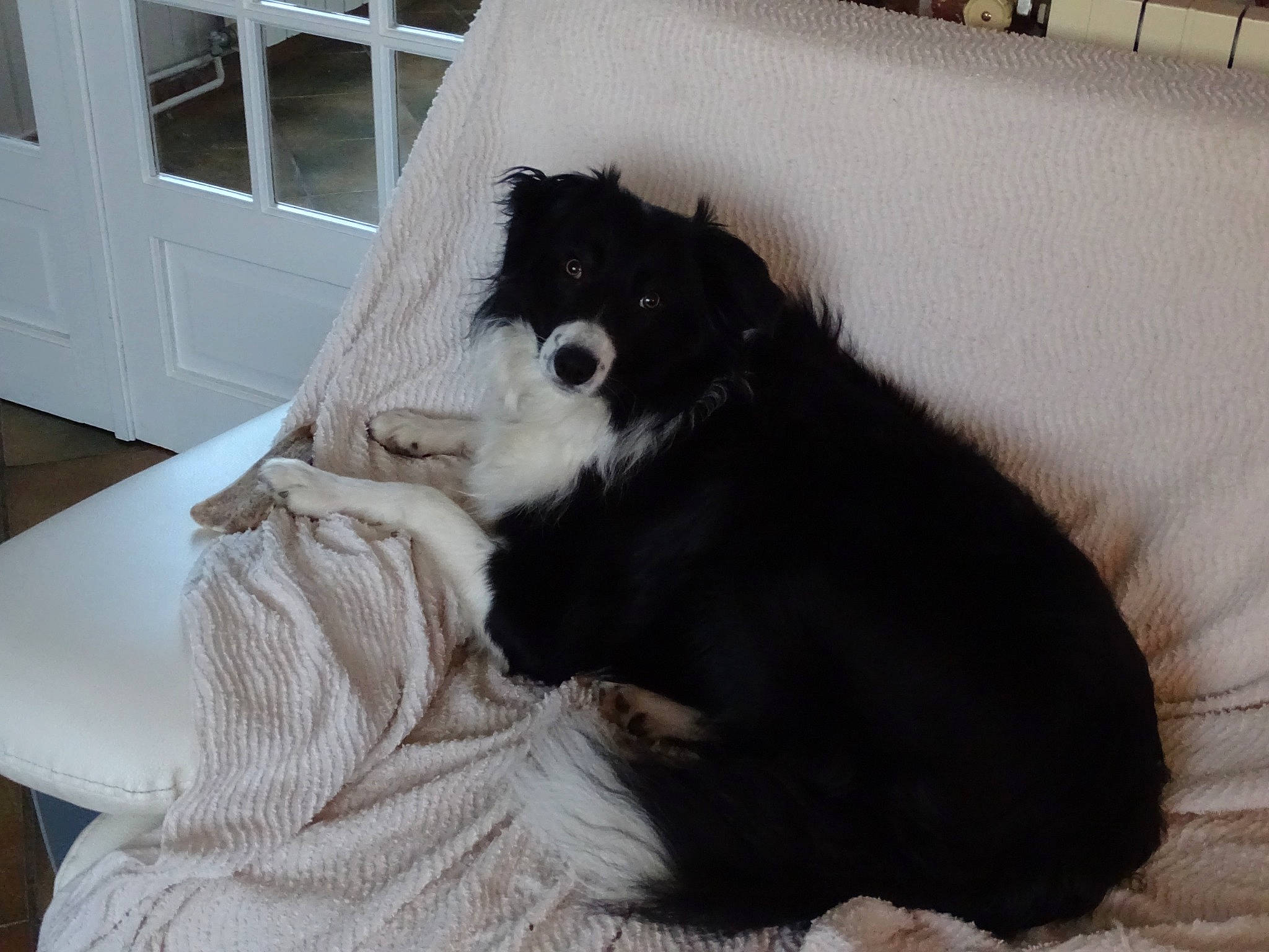 Stacey participe au concours pour gagner de l'argent avec cette photo : black_cat, carnivore, comfort, companion_dog, dog, dog_breed, dog_supply, felidae, fur, guard_dog, herding_dog, paw, small_to_medium_sized_cats, tail, terrestrial_animal, terrier, toy_dog, whiskers, working_animal, working_dog