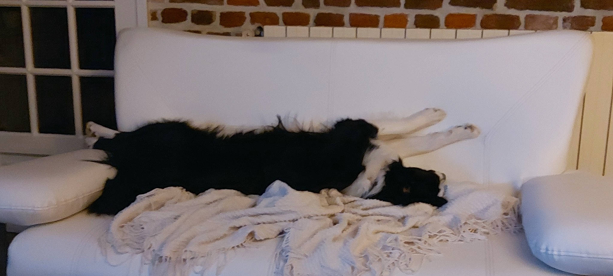 Stacey participe au concours pour gagner de l'argent avec cette photo : black_cat, canidae, carnivore, claw, comfort, companion_dog, dog_breed, felidae, fur, linens, nap, paw, pet_supply, room, small_to_medium_sized_cats, sporting_group, tail, terrestrial_animal, whiskers