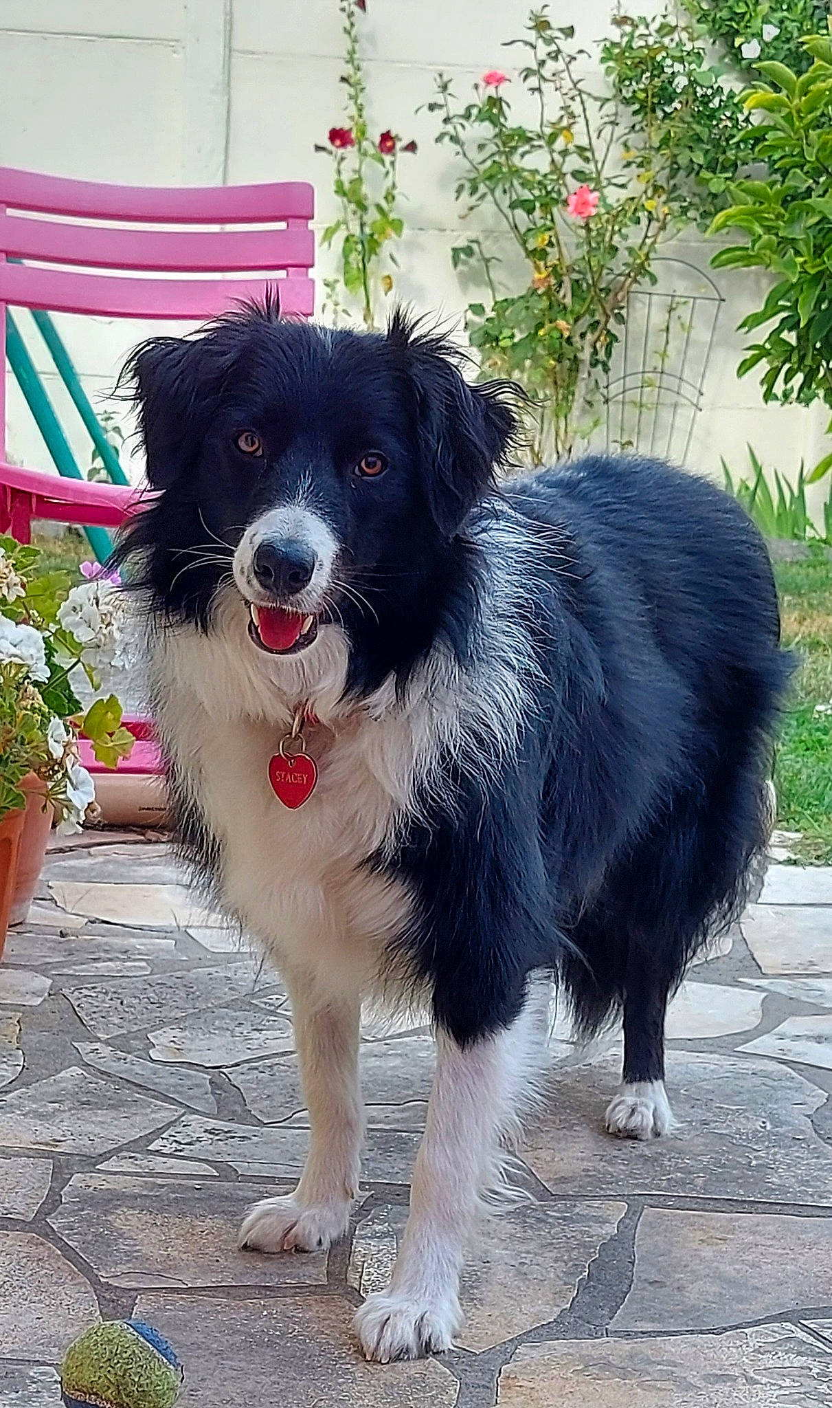 Stacey participe au concours pour gagner de l'argent avec cette photo : australian_collie, border_collie, canidae, carnivore, collar, companion_dog, dog, dog_breed, dog_collar, flower, flowerpot, fur, herding_dog, houseplant, plant, snout, sporting_group, whiskers, working_animal, working_dog