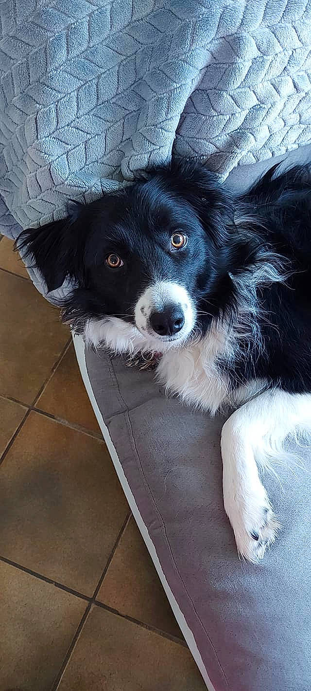 Stacey participe au concours pour gagner de l'argent avec cette photo : ball, border_collie, canidae, carnivore, chair, companion_dog, dog, dog_breed, flooring, fur, herding_dog, paw, puppy, sporting_group, tile_flooring, toy_dog, whiskers, working_animal, working_dog