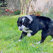 Mozart a rejoint le concours — aidez-le/la à gagner de superbes lots ! dog, border_collie, black_and_white, fur, pet, grass, lawn, backyard, garden, plants, succulent, stone_wall, tree, pottery, dandelion, paw, sniffing, sunlight, shadow, outdoor