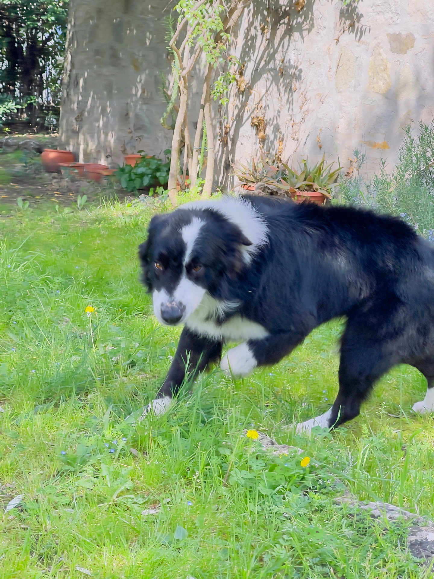 Mozart a rejoint le concours — aidez-le/la à gagner de superbes lots ! dog, border_collie, black_and_white, fur, pet, grass, lawn, backyard, garden, plants, succulent, stone_wall, tree, pottery, dandelion, paw, sniffing, sunlight, shadow, outdoor