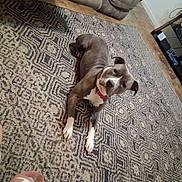 Nessie is registered to the contest to win money with this photo: dog, living_room, rug, couch, footwear, slipper, collar, floor, pet, animal, indoor, furniture, pattern, relaxed, brown_floor, television, stand, wall, casual, domestic