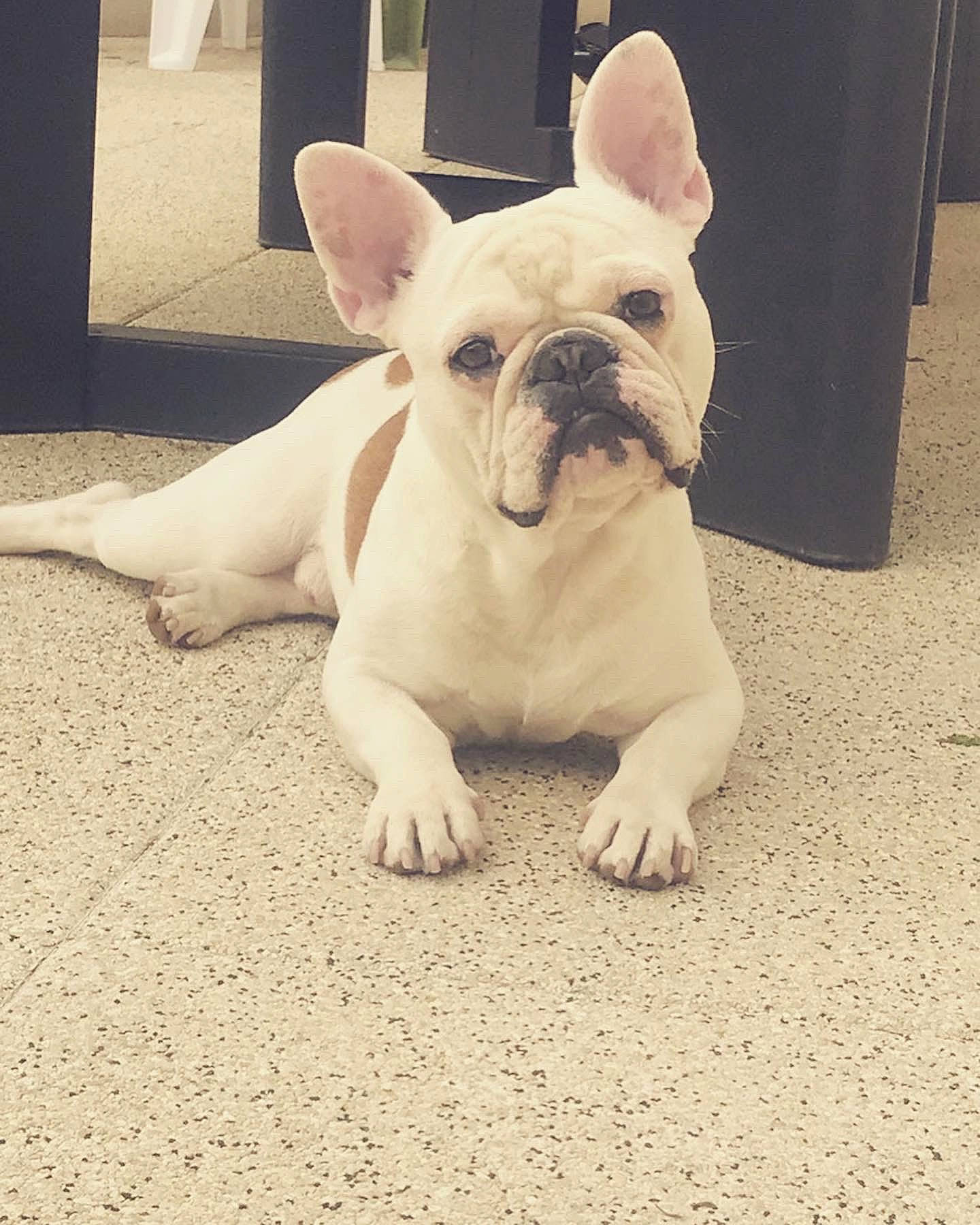 Ben participe au concours pour gagner de l'argent avec cette photo : bulldog, canidae, carnivore, companion_dog, dog, dog_breed, ear, fawn, french_bulldog, mammal, non_sporting_group, nose, puppy, puppy_love, rare_breed_dog, skin, snout, sporting_group, toy_bulldog, vertebrate