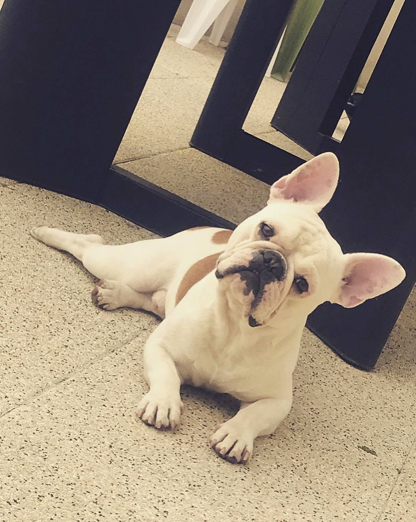 Ben participe au concours pour gagner de l'argent avec cette photo : bulldog, canidae, carnivore, companion_dog, dog, dog_breed, ear, eye, fawn, french_bulldog, mammal, non_sporting_group, nose, puppy, puppy_love, skin, snout, tail, vertebrate