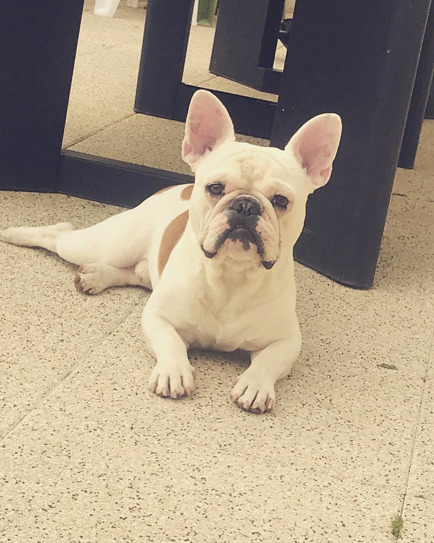 Ben participe au concours pour gagner de l'argent avec cette photo : american_bulldog, bulldog, canidae, carnivore, companion_dog, dog, dog_breed, ear, fawn, french_bulldog, mammal, non_sporting_group, puppy, puppy_love, rare_breed_dog, skin, snout, tail, toy_bulldog, vertebrate