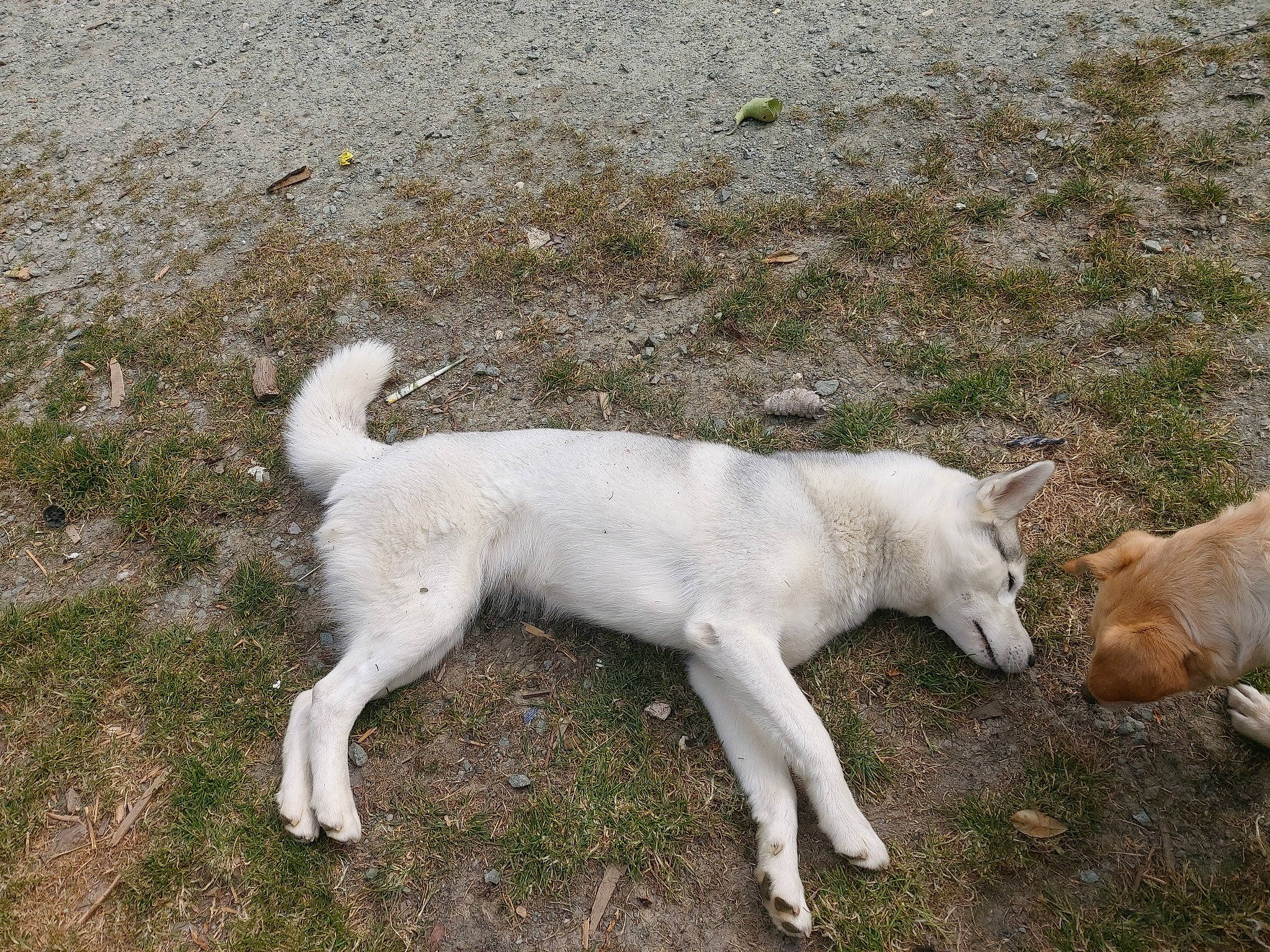 Okland participe au concours pour gagner de l'argent avec cette photo : canaan_dog, canidae, carnivore, cretan_hound, dog, dog_breed, fawn, hokkaido, kishu, korean_jindo_dog, mammal, pungsan_dog, sporting_group, street_dog, tail, vertebrate