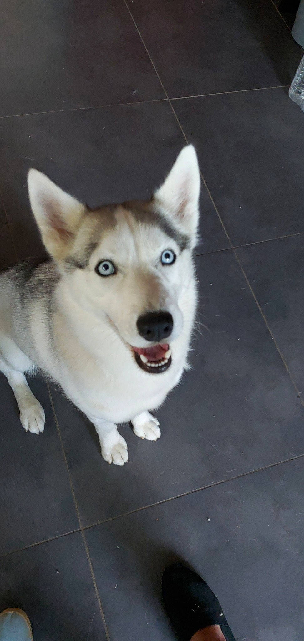 Okland participe au concours pour gagner de l'argent avec cette photo : alaskan_malamute, canaan_dog, canidae, carnivore, dog, dog_breed, east_siberian_laika, greenland_dog, labrador_husky, mammal, northern_inuit_dog, saarloos_wolfdog, sakhalin_husky, siberian_husky, sled_dog, snout, tamaskan_dog, vertebrate, wolfdog, working_dog