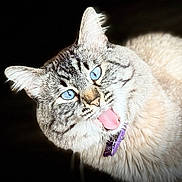 Kokoh is registered to the contest to win money with this photo: cat, blue_eyes, tongue_out, fluffy, collar, pet, animal, closeup, whiskers, feline, playful, cute, fur, portrait, domestic_cat, muzzle, striped, looking, indoor, expression