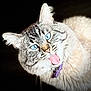 cat, blue_eyes, tongue_out, fluffy, collar, pet, animal, closeup, whiskers, feline, playful, cute, fur, portrait, domestic_cat, muzzle, striped, looking, indoor, expression