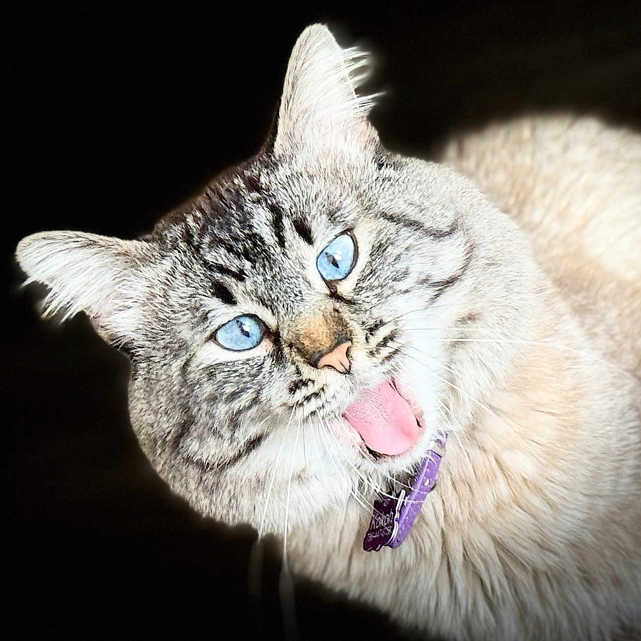 Kokoh is registered to the contest to win money with this photo: animal, blue_eyes, cat, closeup, collar, cute, domestic_cat, expression, feline, fluffy, fur, indoor, looking, muzzle, pet, playful, portrait, striped, tongue_out, whiskers