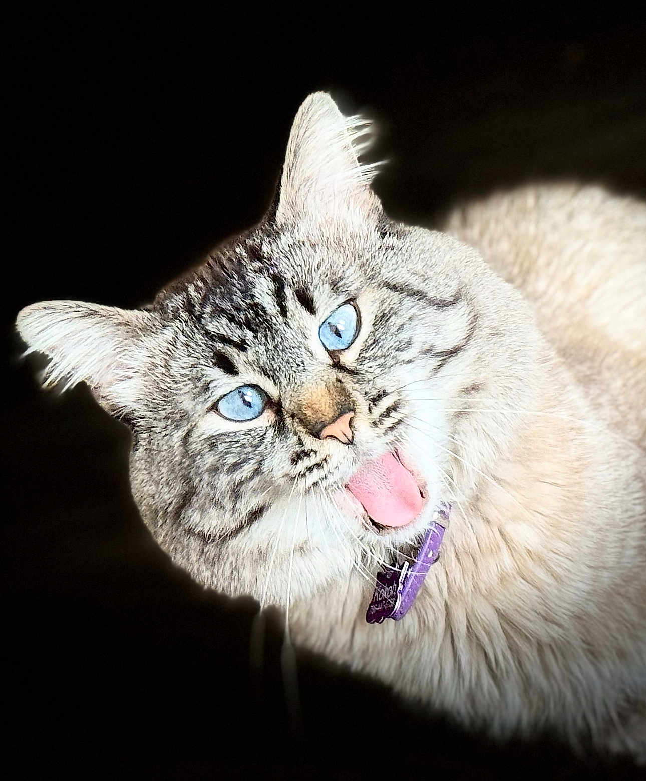 Kokoh is registered to the contest to win money with this photo: cat, blue_eyes, tongue_out, fluffy, collar, pet, animal, closeup, whiskers, feline, playful, cute, fur, portrait, domestic_cat, muzzle, striped, looking, indoor, expression