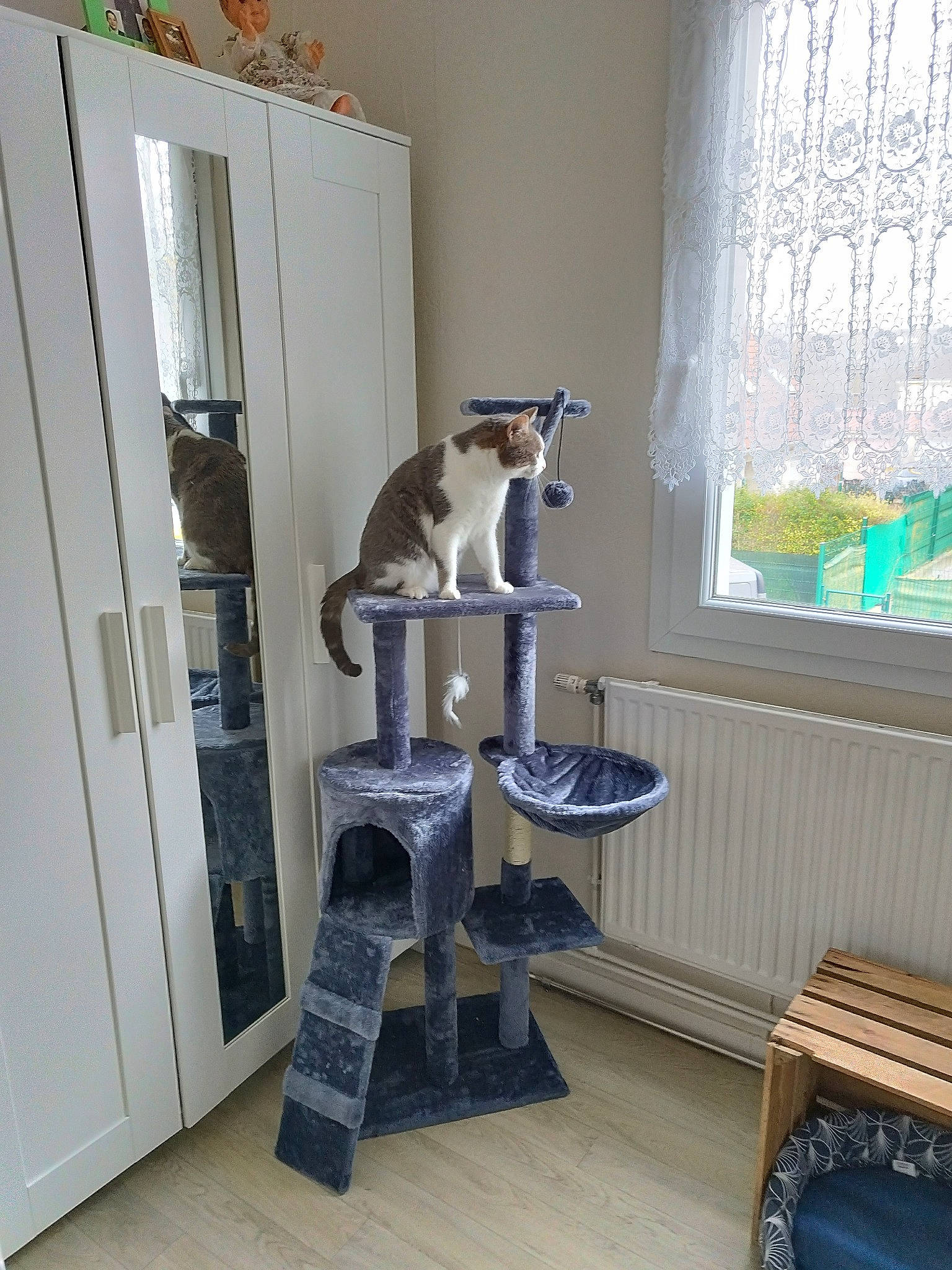 Naya a rejoint le concours — aidez-le/la à gagner de superbes lots ! carnivore, cat, cat_supply, curtain, door, felidae, flooring, hardwood, interior_design, pet_supply, plant, room, shelf, shelving, small_to_medium_sized_cats, tail, whiskers, window, window_blind, wood