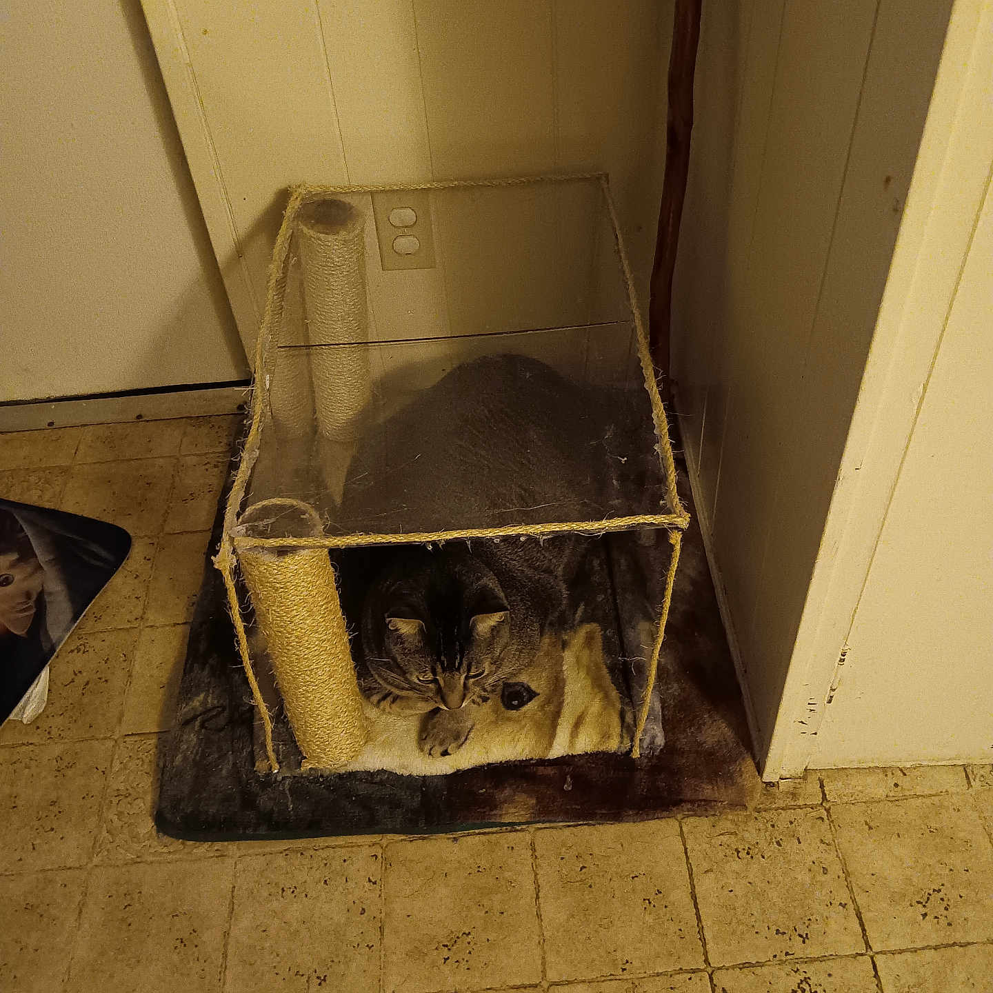 Tiger is registered to the contest to win money with this photo: abyssinian, animal, box, cardboard, carton, cat, chinchilla, crate, den, doghouse, face, hardwood, head, indoors, kitten, manx, person, pet, rodent, wood