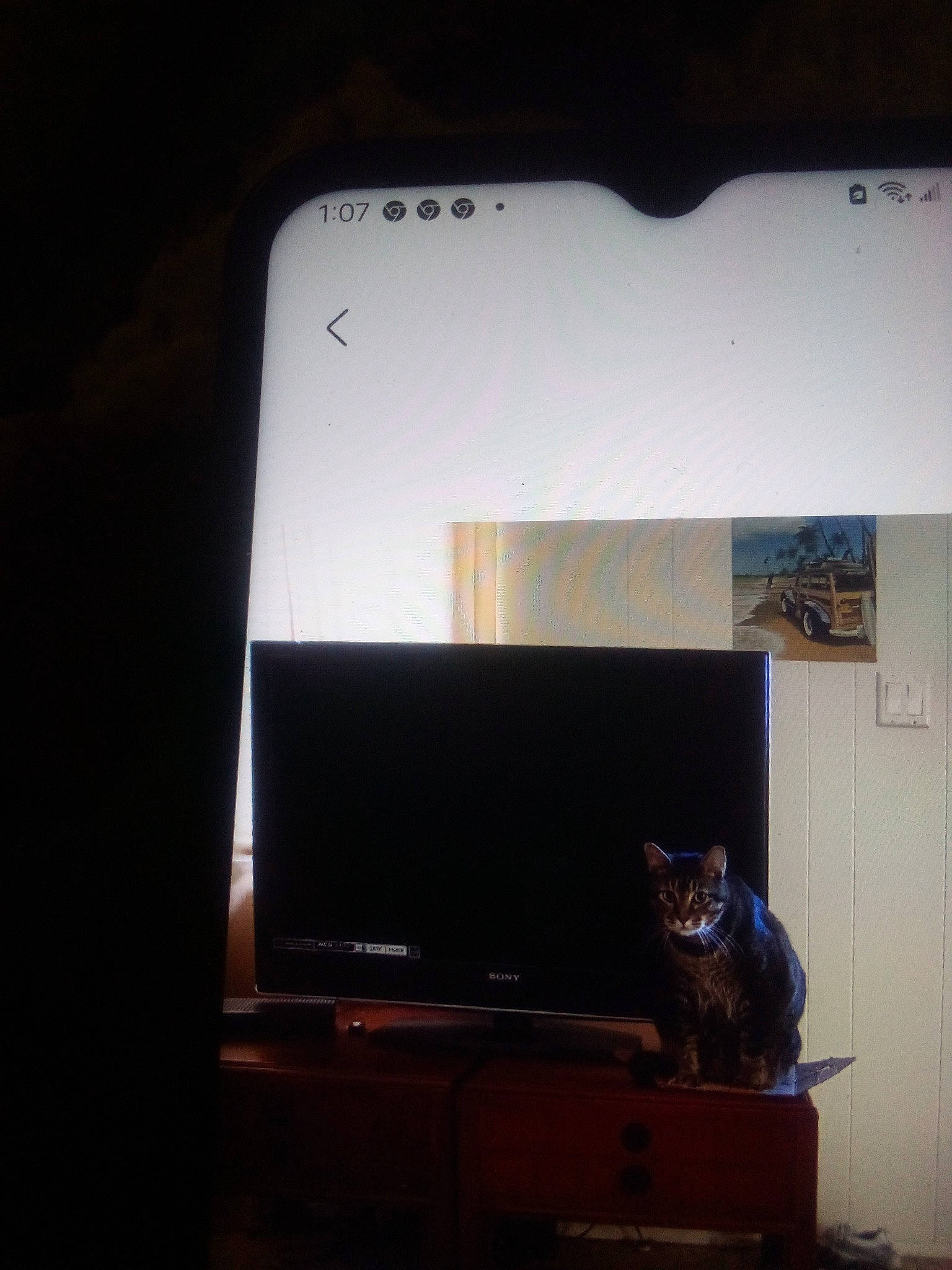 Bashful joined the competition — help win amazing prizes! carnivore, cat, computer_monitor, computer_monitor_accessory, desktop_computer, display_device, electronic_device, felidae, flat_panel_display, gadget, home_appliance, living_room, output_device, personal_computer, shelf, small_to_medium_sized_cats, television, television_set, whiskers, wood