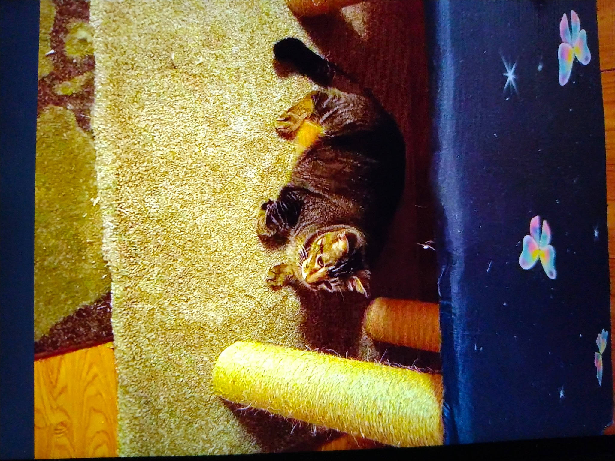 Bashful joined the competition — help win amazing prizes! art, carnivore, communication_device, felidae, font, graphic_design, illustration, magenta, paint, pattern, rectangle, room, small_to_medium_sized_cats, square, still_life, still_life_photography, textile, tints_and_shades, visual_arts, wood