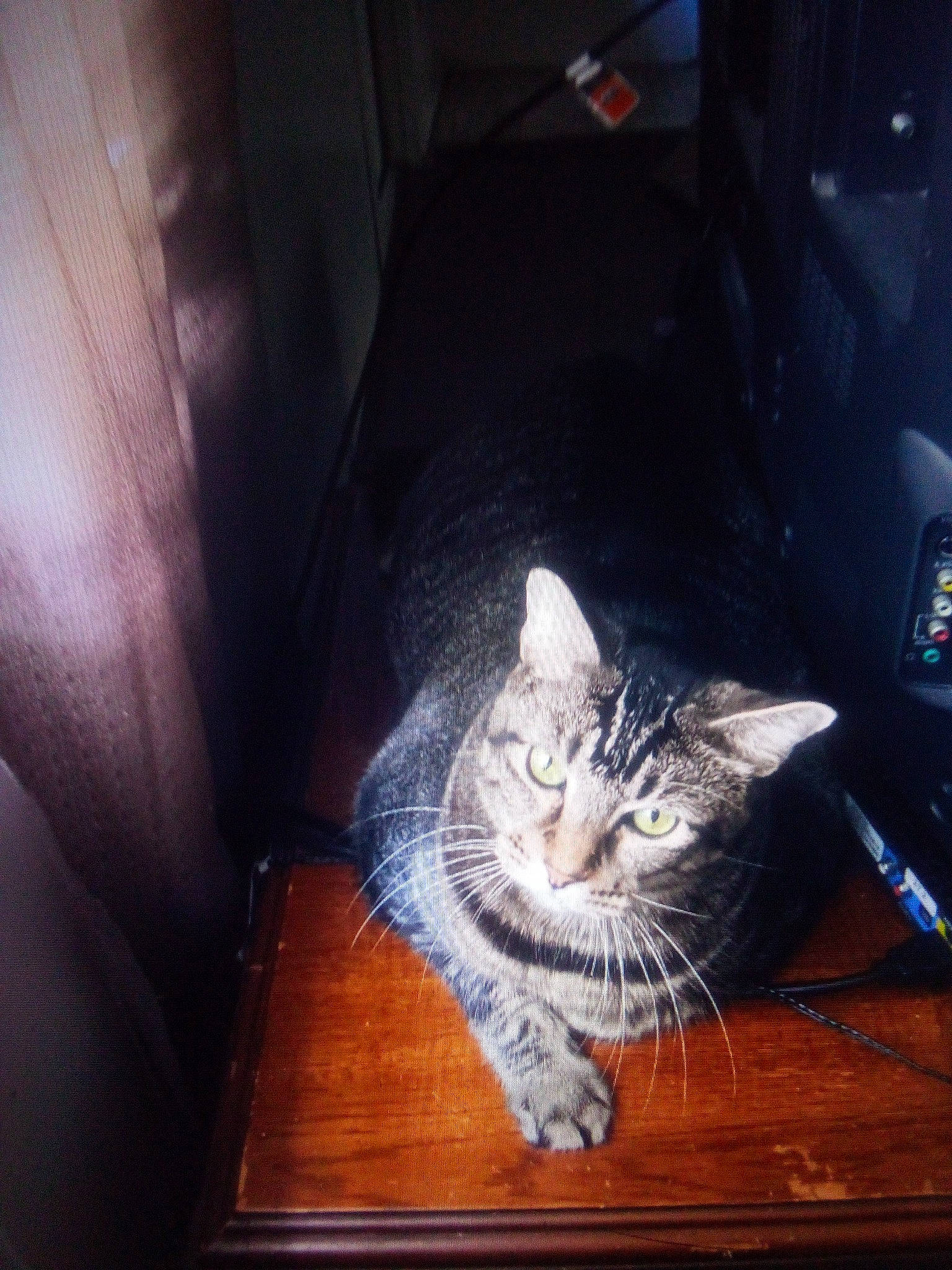 Bashful joined the competition — help win amazing prizes! auto_part, carnivore, cat, comfort, darkness, domestic_short_haired_cat, felidae, flooring, fur, hardwood, paw, sitting, small_to_medium_sized_cats, table, tail, vehicle_door, whiskers, window, windshield, wood