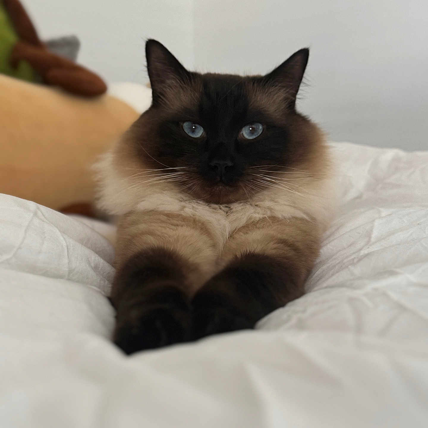 Miso a rejoint le concours — aidez-le/la à gagner de superbes lots ! animal, bed, blue_eyes, cat, cozy, cute, domestic_cat, feline, fluffy, focused, fur, indoor, laying_down, paws, pet, portrait, relaxed, resting, whiskers, white_bedspread