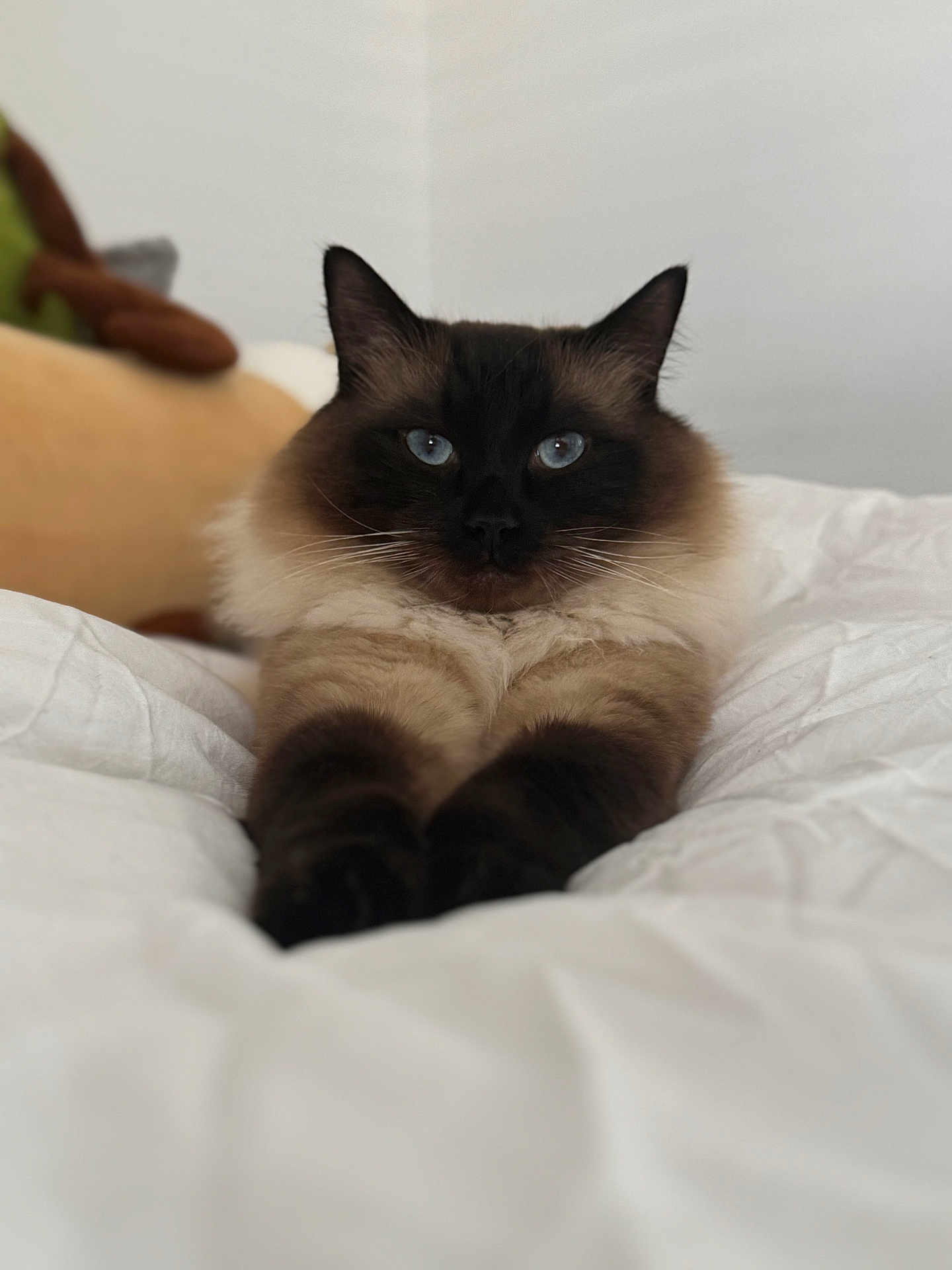 Miso