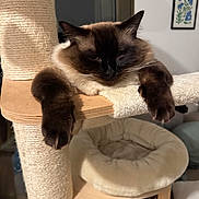 Miso a rejoint le concours — aidez-le/la à gagner de superbes lots ! cat, fluffy, resting, cat_tree, paws, indoor, pet, feline, relaxed, cozy, home, fur, animal, sleepy, soft, wood, scratching_post, bed, cute, domestic