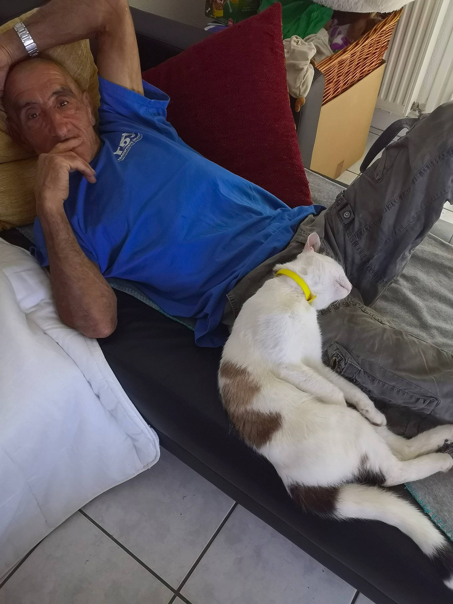 Nugget a rejoint le concours — aidez-le/la à gagner de superbes lots ! canidae, carnivore, companion_dog, dog, dog_breed, fawn, headwear, lap, leg, nap, person, sleep, sporting_group