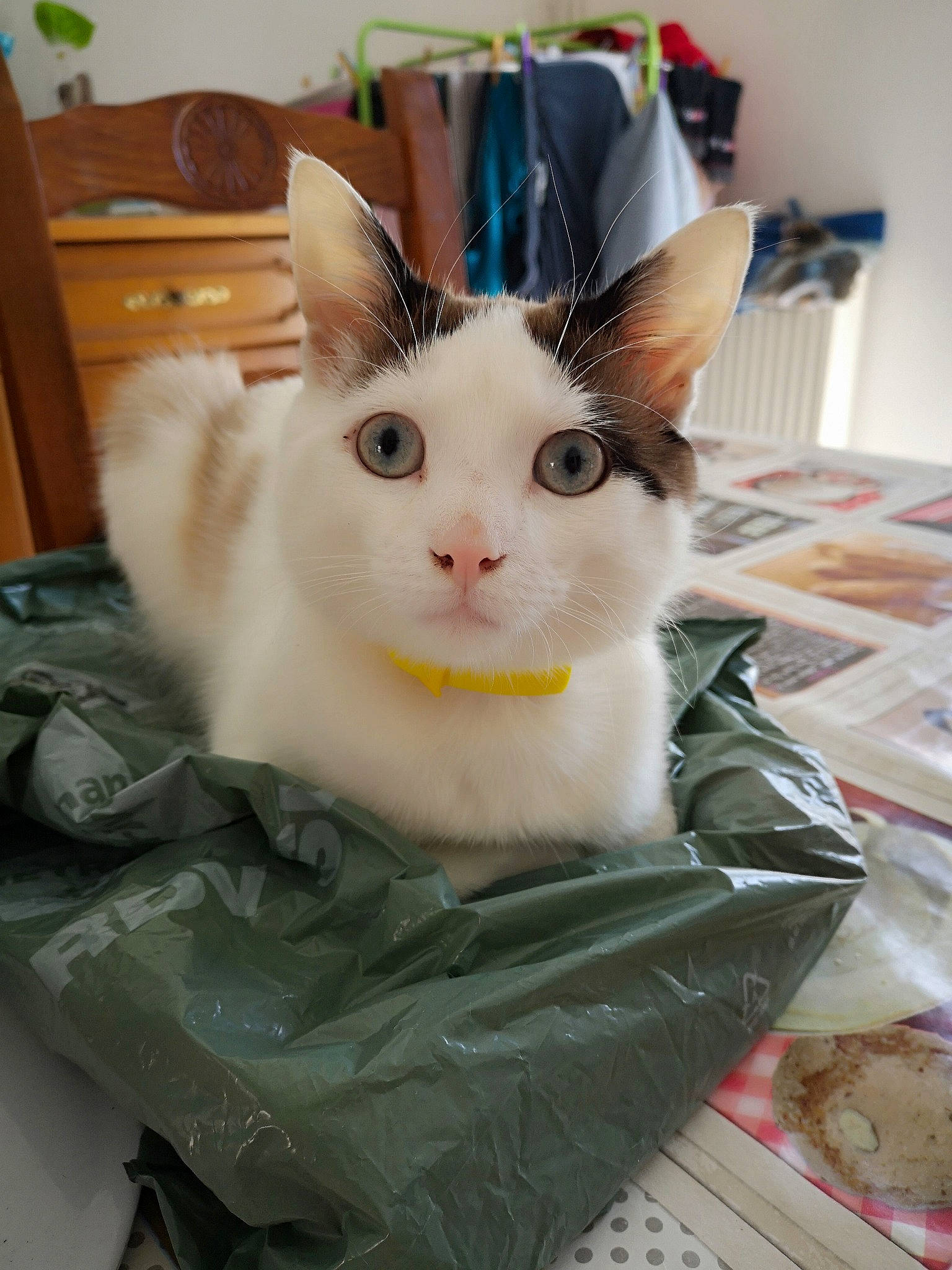 Nugget a rejoint le concours — aidez-le/la à gagner de superbes lots ! asian, carnivore, cat, domestic_short_haired_cat, felidae, japanese_bobtail, person, small_to_medium_sized_cats, snout, turkish_angora, turkish_van, whiskers
