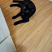 Blackie joined the competition — help win amazing prizes! cat, black_cat, pet, animal, floor, wooden_floor, collar, indoor, feline, looking_up, cute, domestic_animal, whiskers, ears, paws, relaxed, curious, home, mammal, companion