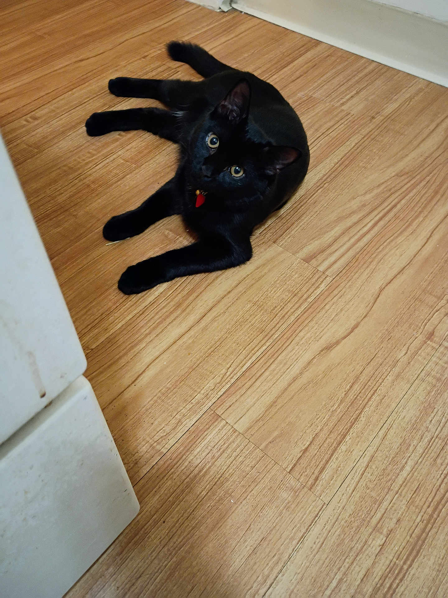 Blackie joined the competition — help win amazing prizes! cat, black_cat, pet, animal, floor, wooden_floor, collar, indoor, feline, looking_up, cute, domestic_animal, whiskers, ears, paws, relaxed, curious, home, mammal, companion