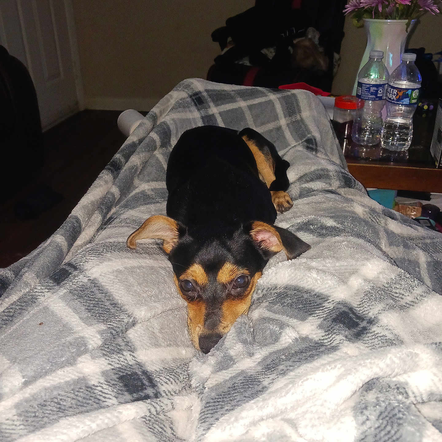 Taco joined the competition — help win amazing prizes! animal, bed, bedroom, blanket, canine, couch, dog, flower, flowerarrangement, furniture, homedecor, hound, indoors, jar, linen, pet, plant, pottery, puppy, room