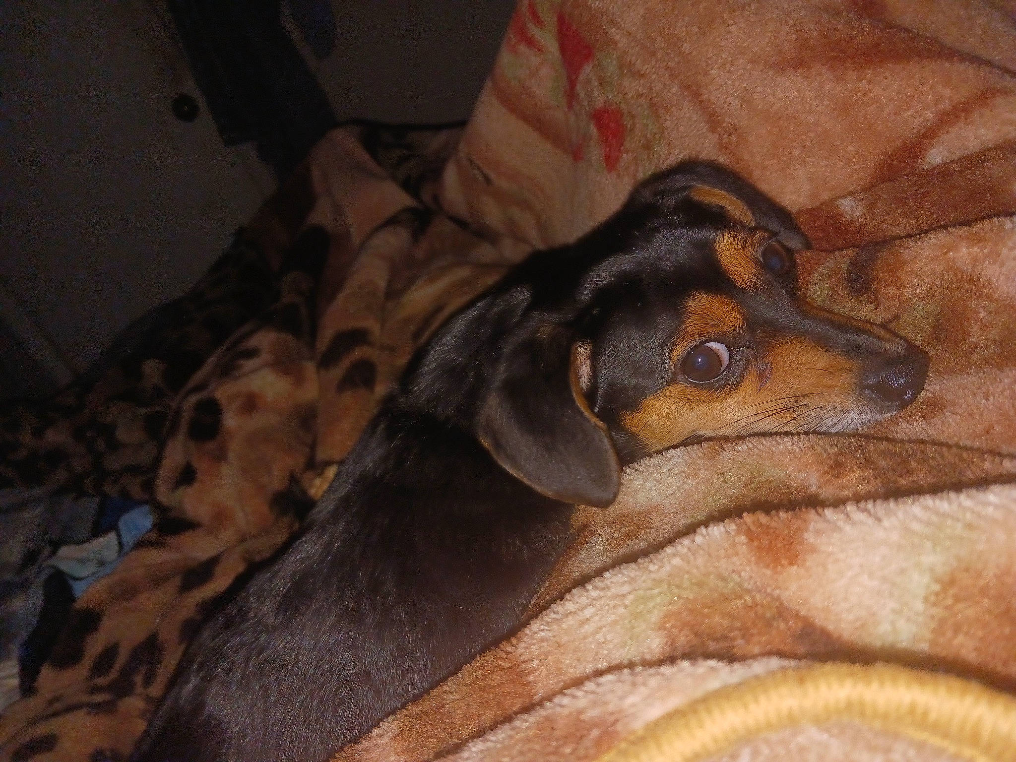 Taco joined the competition — help win amazing prizes! brown, canidae, carnivore, comfort, companion_dog, dog, dog_breed, guard_dog, hound, hunting_dog, liver, montenegrin_mountain_hound, snout, sporting_group, terrestrial_animal, toy_dog, wood, working_animal