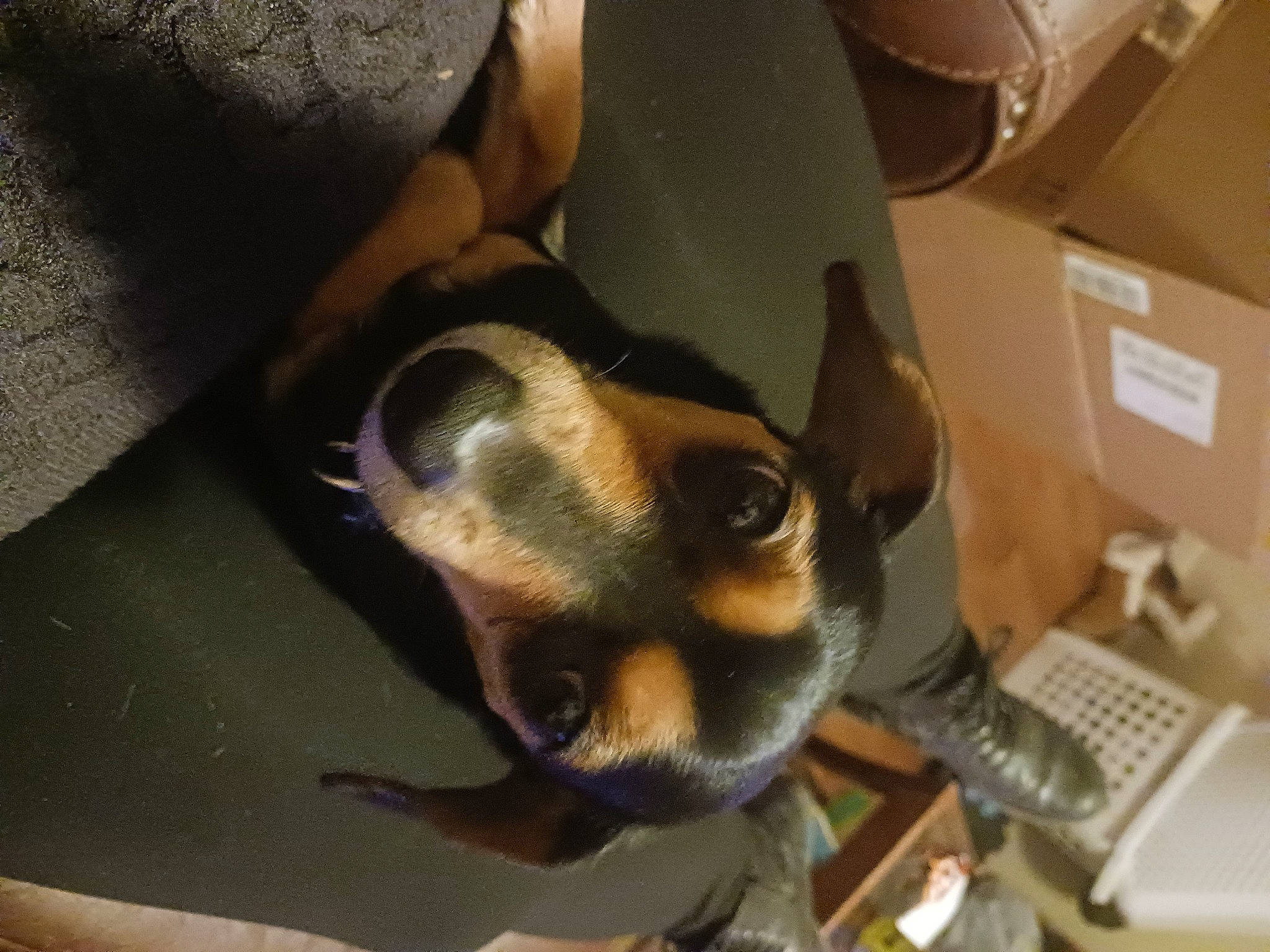 Taco is registered to the contest to win money with this photo: box, canidae, carnivore, carton, comfort, companion_dog, dog, dog_breed, ear, fawn, fur, input_device, jaw, peripheral, shipping_box, snout, sporting_group, toy_dog, whiskers, working_animal