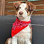 alert, animal, bandana, blue_eyes, brown_and_white, canine, close_up, cute, dog, domestic_animal, fence, fluffy_fur, fur, outdoor, pet, portrait, red_bandana, sitting, wooden_fence, young_dog