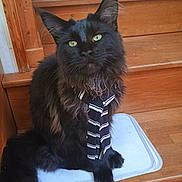 Zephir a rejoint le concours — aidez-le/la à gagner de superbes lots ! cat, maine_coon, black_cat, pet, tie, striped_tie, stairs, wooden_stairs, mat, indoor, animal, feline, sitting, long_fur, yellow_eyes, looking_at_camera, cute, domestic_animal, portrait, house