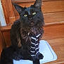 cat, maine_coon, black_cat, pet, tie, striped_tie, stairs, wooden_stairs, mat, indoor, animal, feline, sitting, long_fur, yellow_eyes, looking_at_camera, cute, domestic_animal, portrait, house