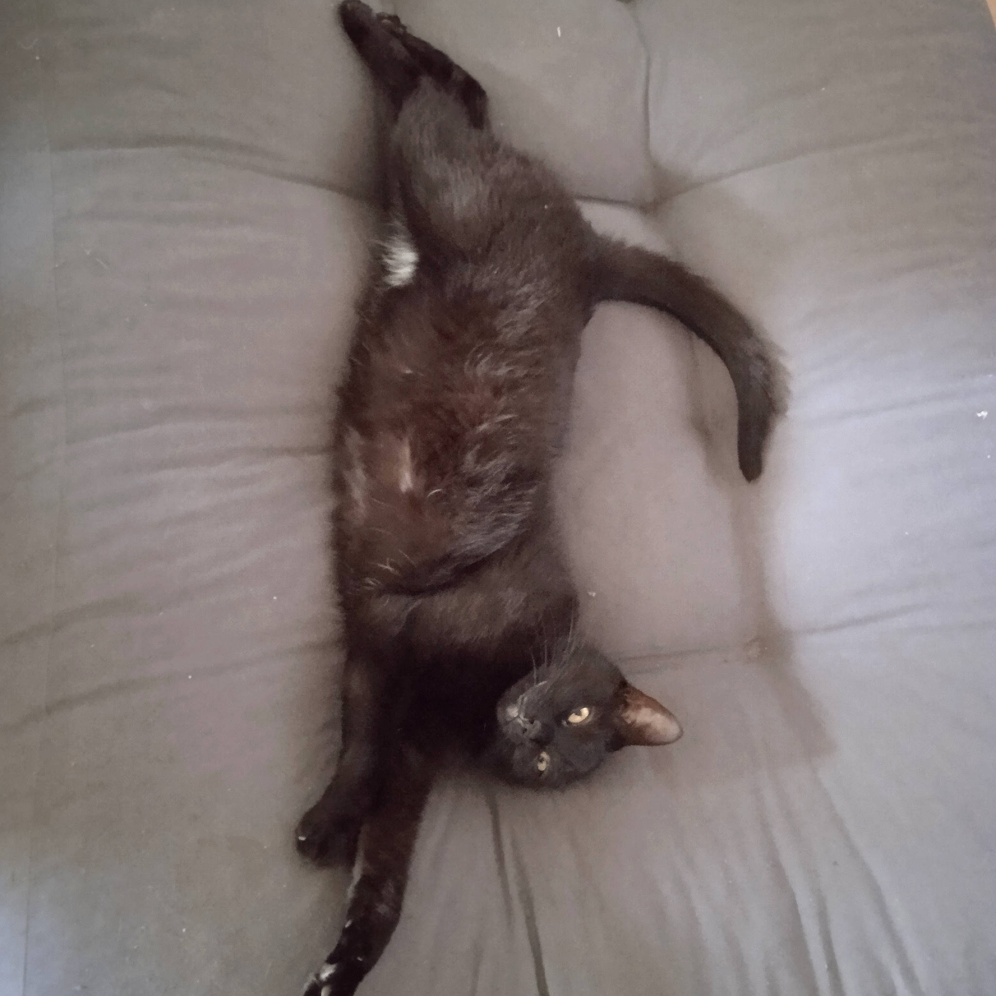 Lounah a rejoint le concours — aidez-le/la à gagner de superbes lots ! black_cat, carnivore, cat, claw, comfort, dog_breed, domestic_short_haired_cat, felidae, flooring, foot, fur, grey, hardwood, liver, paw, small_to_medium_sized_cats, tail, whiskers, wood