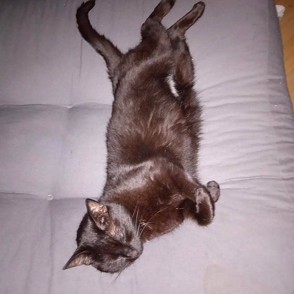 Lounah a rejoint le concours — aidez-le/la à gagner de superbes lots ! black_cat, brown, carnivore, cat, comfort, dog_breed, domestic_short_haired_cat, fawn, felidae, flooring, fur, gesture, grey, liver, plant, small_to_medium_sized_cats, snout, tail, tree, whiskers