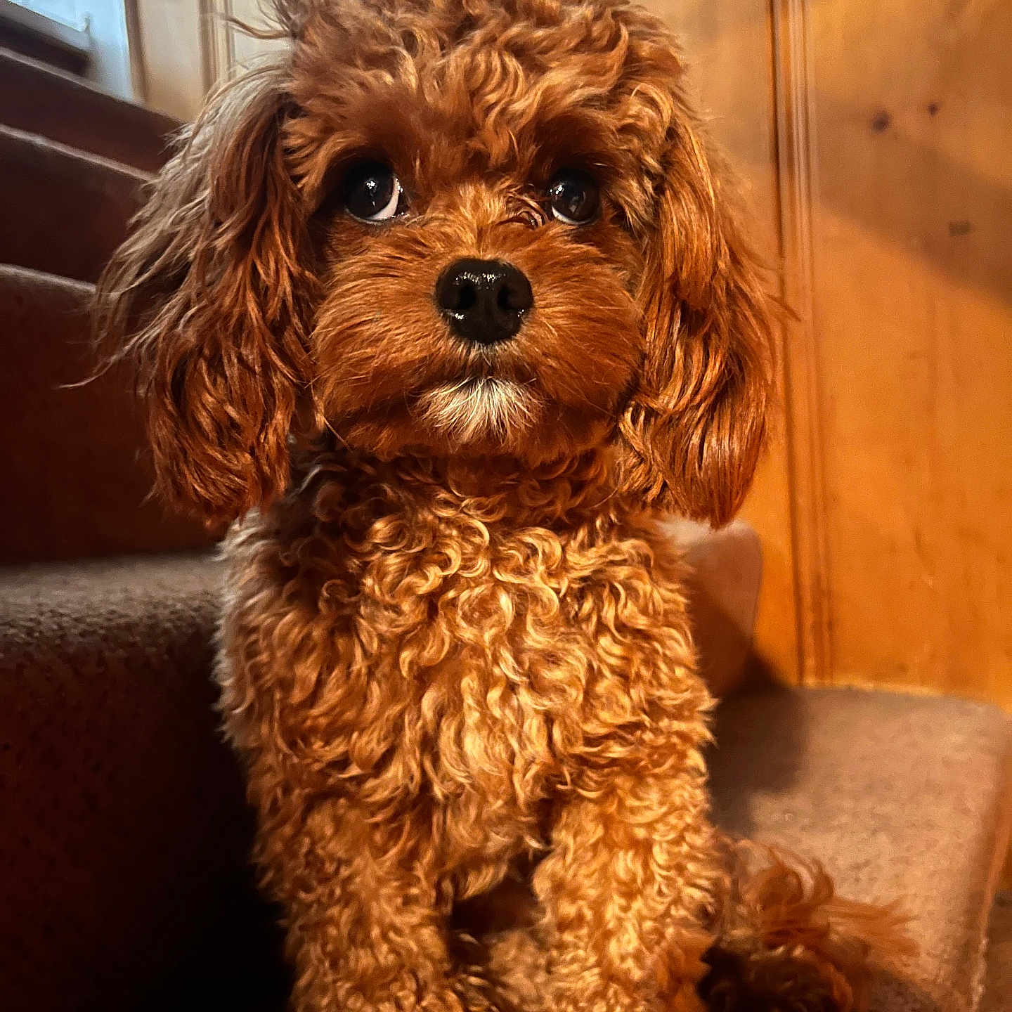 Bruno is registered to the contest to win money with this photo: animal, architecture, building, canine, chair, cockerspaniel, couch, dog, furniture, handrail, hardwood, house, housing, papillon, pet, poodle, puppy, staircase, terrier, wood