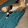 cat, tabby, sleeping, bed, blanket, feline, indoor, pet, relaxed, fur, whiskers, paws, cozy, domestic_animal, striped, cute, resting, animal, soft, comfort
