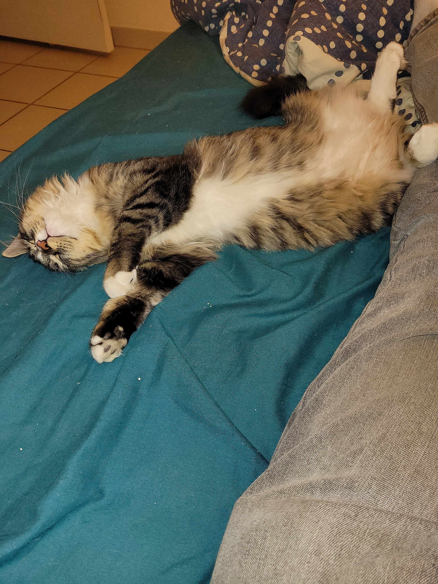 Luna participe au concours pour gagner de l'argent avec cette photo : cat, tabby, sleeping, bed, blanket, feline, indoor, pet, relaxed, fur, whiskers, paws, cozy, domestic_animal, striped, cute, resting, animal, soft, comfort
