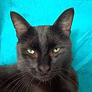 Savage joined the competition — help win amazing prizes! cat, black_cat, green_eyes, pet, feline, whiskers, closeup, portrait, animal, cute, domestic_cat, fur, ears, face, looking, relaxed, indoor, background, turquoise, mammal
