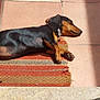Abby participe au concours pour gagner de l'argent avec cette photo : animal, black, brown, calm, collar, cute, dachshund, dog, fur, indoor, paw, pet, relaxing, resting, rug, shadow, sleeping, small_dog, sunlight, tile_floor