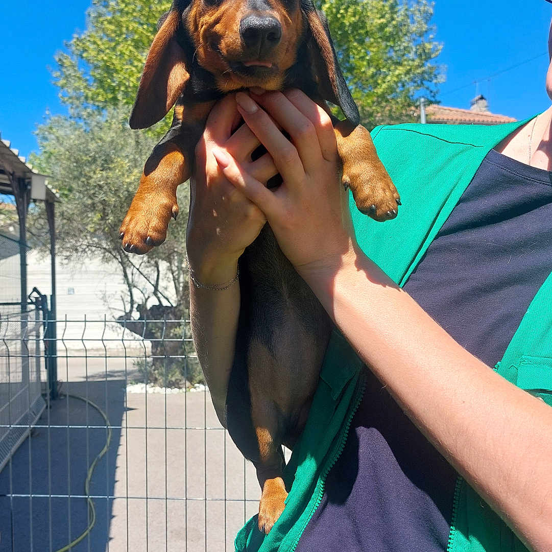 Abby participe au concours pour gagner de l'argent avec cette photo : animal, blue_sky, cute, dachshund, daylight, dog, face, fence, green_jacket, hand, holding, nature, outdoor, person, pet, portrait, puppy, smiling, sunny, tree