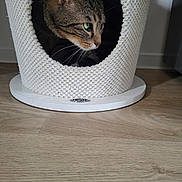 Guimov participe au concours pour gagner de l'argent avec cette photo : cat, tabby, pet, animal, indoor, cozy, cat_condo, wooden_floor, feline, curious, whiskers, green_eyes, knitted_texture, home, comfort, resting, cute, small_space, striped_fur, peeking
