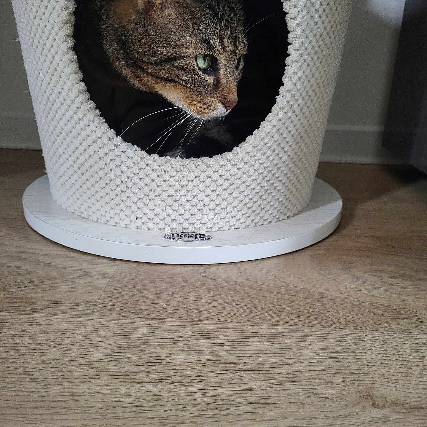 Guimov participe au concours pour gagner de l'argent avec cette photo : animal, cat, cat_condo, comfort, cozy, curious, cute, feline, green_eyes, home, indoor, knitted_texture, peeking, pet, resting, small_space, striped_fur, tabby, whiskers, wooden_floor