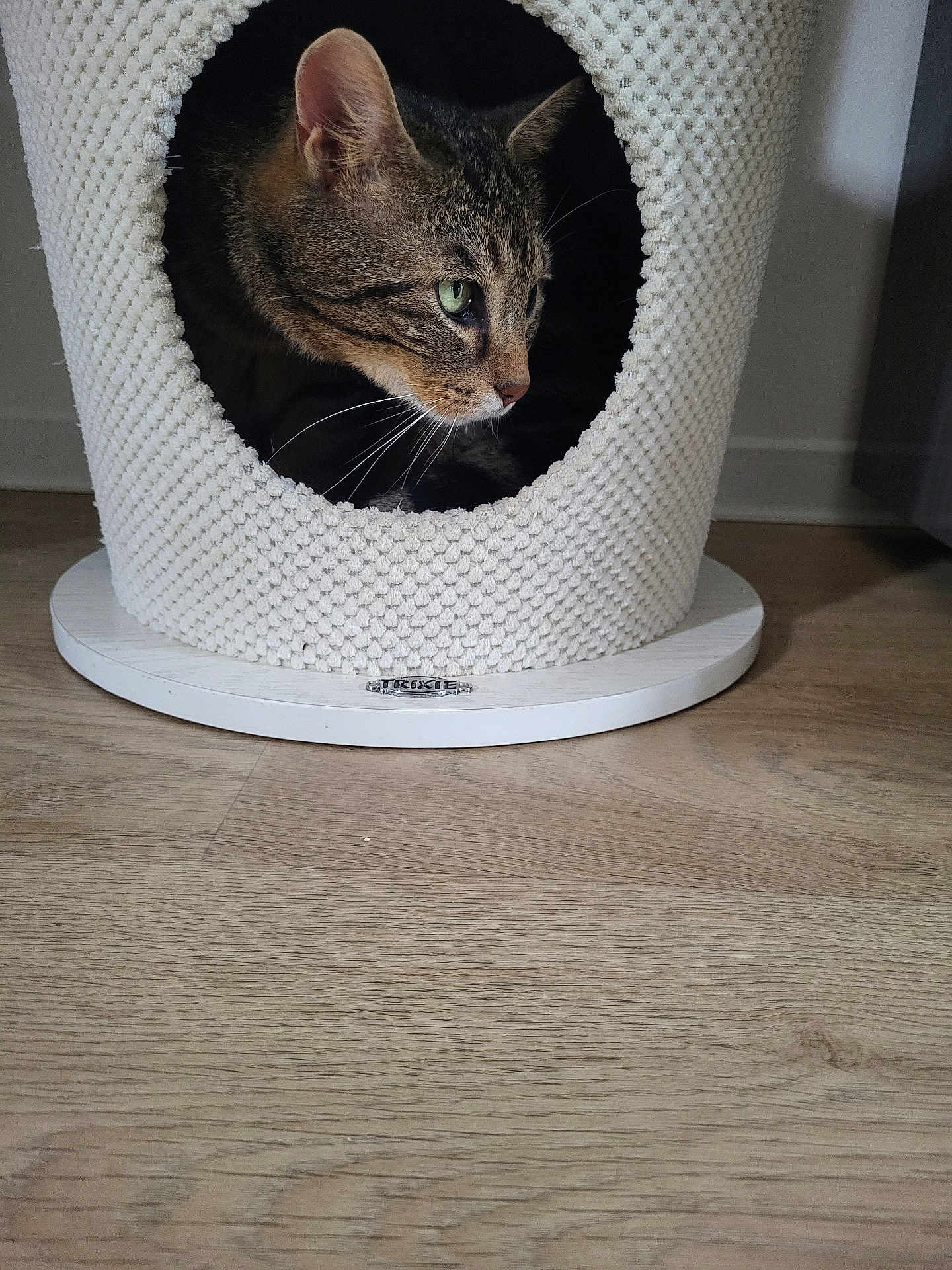 Guimov participe au concours pour gagner de l'argent avec cette photo : cat, tabby, pet, animal, indoor, cozy, cat_condo, wooden_floor, feline, curious, whiskers, green_eyes, knitted_texture, home, comfort, resting, cute, small_space, striped_fur, peeking