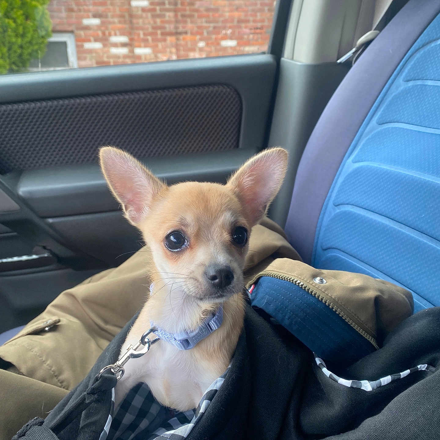 Luci is registered to the contest to win money with this photo: adult, animal, architecture, building, canine, car, car_interior, carseat, chihuahua, cushion, dog, homedecor, male, man, outdoors, person, pet, puppy, transportation, vehicle